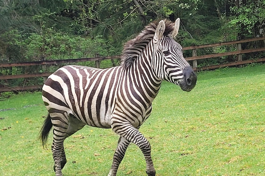 A zebra trots in the grass.