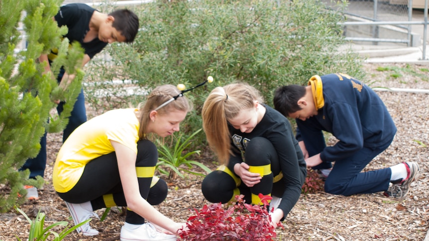 Students wearing black and gold look through their school garden for flowers that may attract bees.