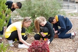 Students wearing black and gold look through their school garden for flowers that may attract bees.