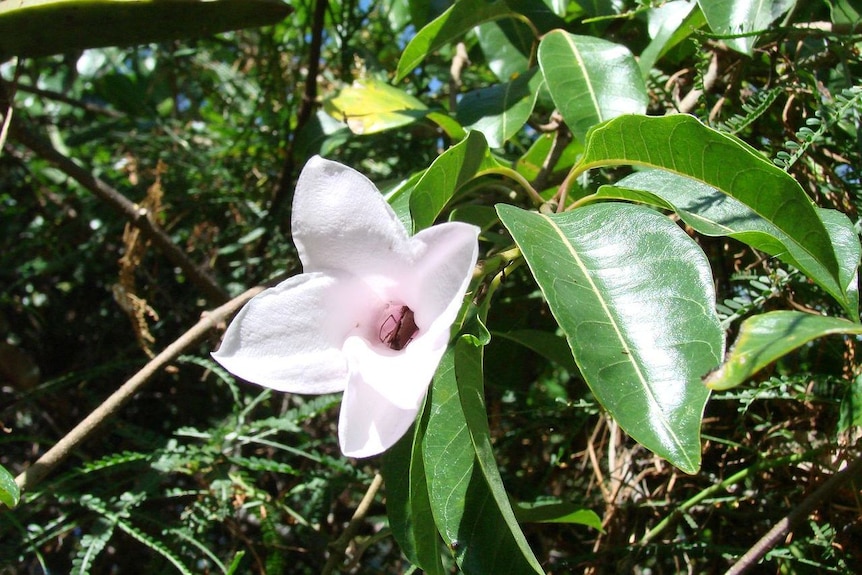 Close up on a flower growing on a rubber vine.