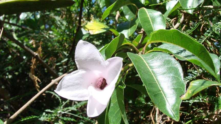 Rubber vine has almost been eradicated from one of Australia's most pristine river systems.