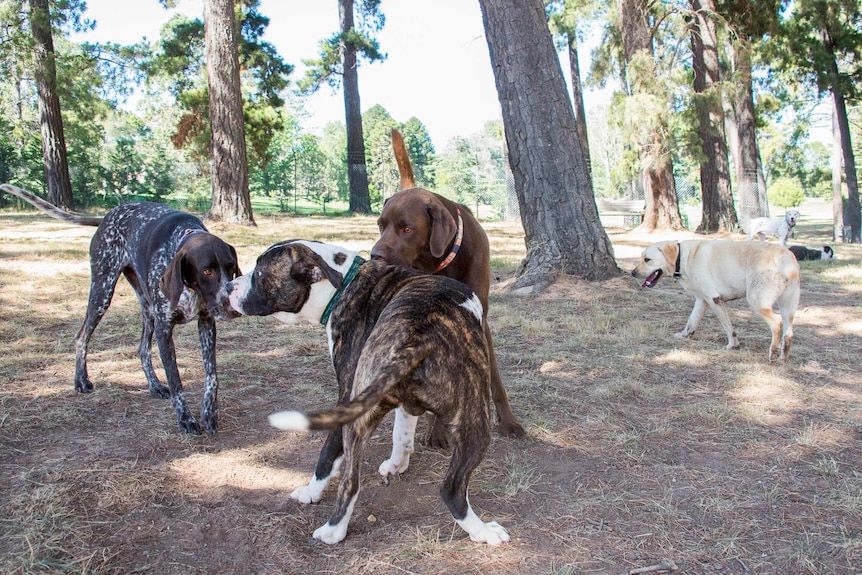 Dogs sniffing each other at dog park