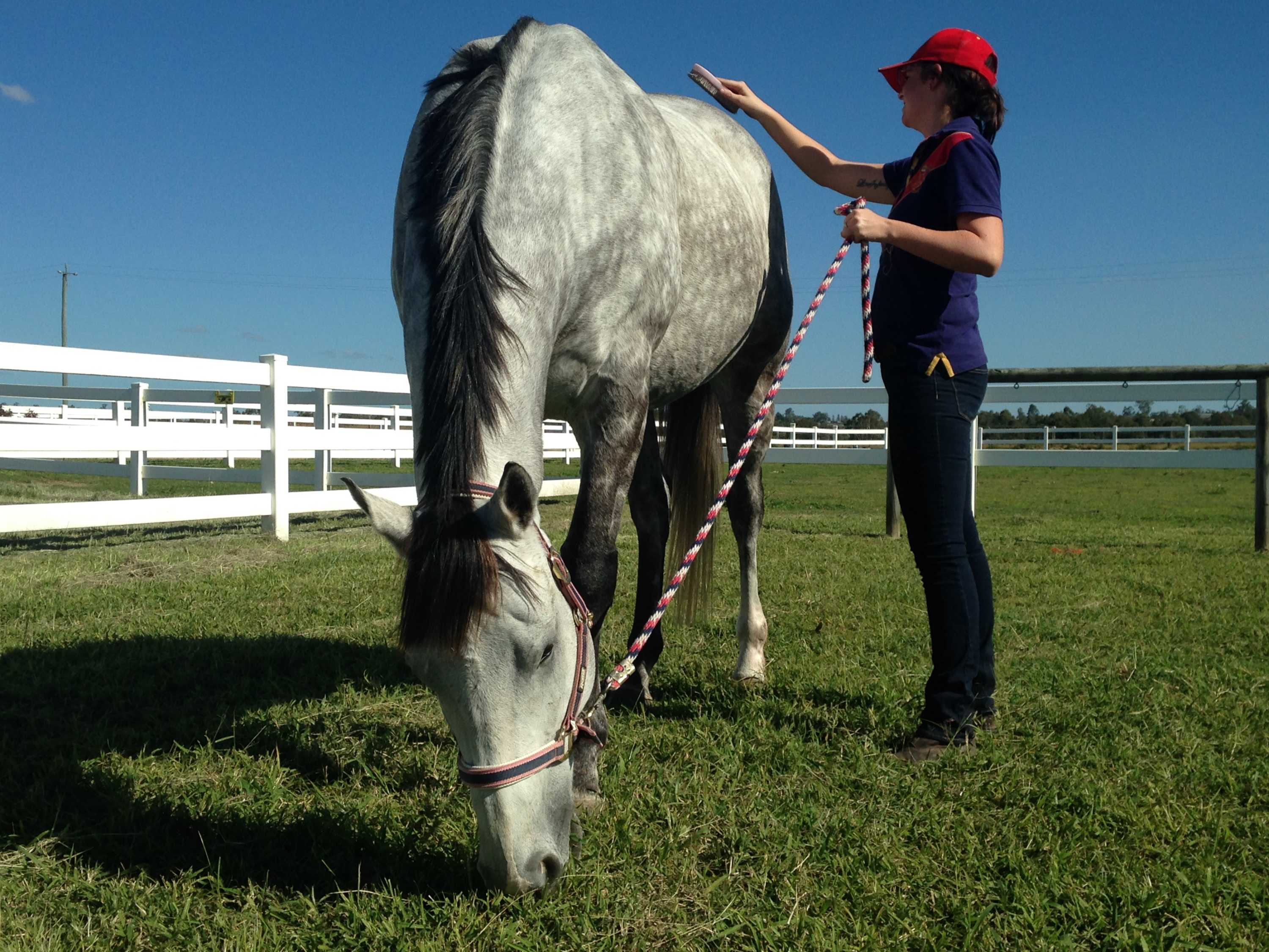 Horses Succumbing To Ross River Virus In Queensland Affecting Equestrian Events And Recreational Riders Abc News