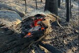 A smoldering log within the fire zone of the Waroona Bushfire.