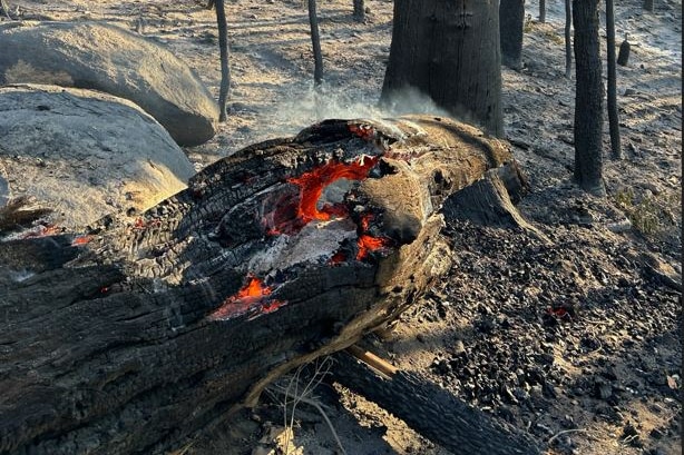 A smoldering log within the fire zone of the Waroona Bushfire.