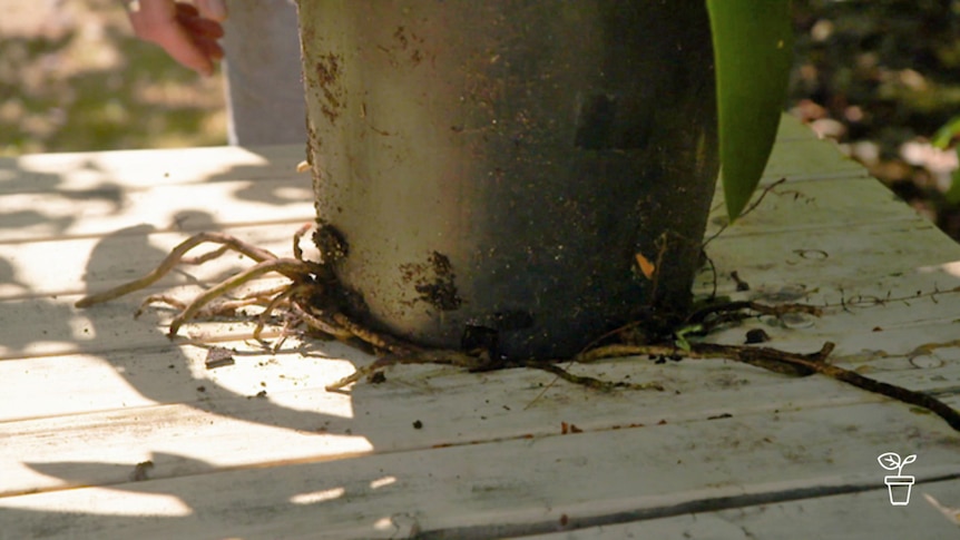 Pot plant with roots extruding from the holes in the base