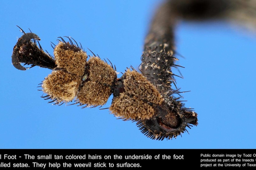 A close-up image of two black, segmented limbs of an insect with several brown pads of tan-coloured hair.