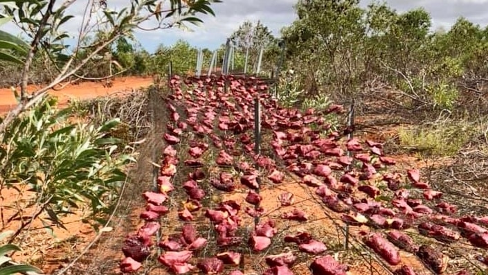 Poisoned meat baits laid out on the ground