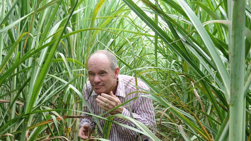 Campbell Newman walks through a sugar cane field near Mackay