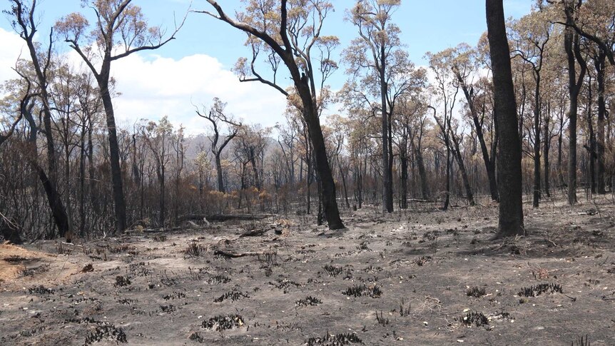 Damage caused by Northcliffe bushfire