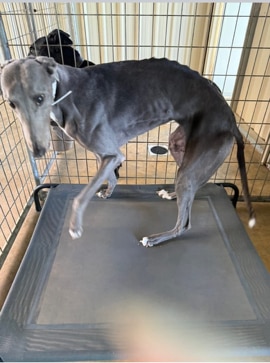 Seized greyhounds looked like 'RSPCA cases', kennel owner says
