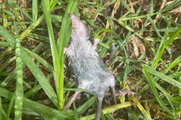 A dead wet mouse lies on its back on some damp grass.