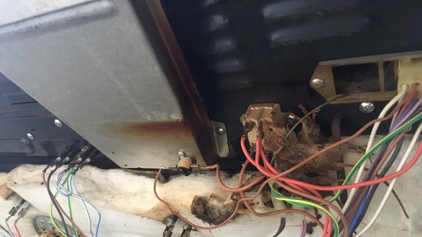 Dead mice are crammed into small spaces and electrical wiring in the back of an oven.