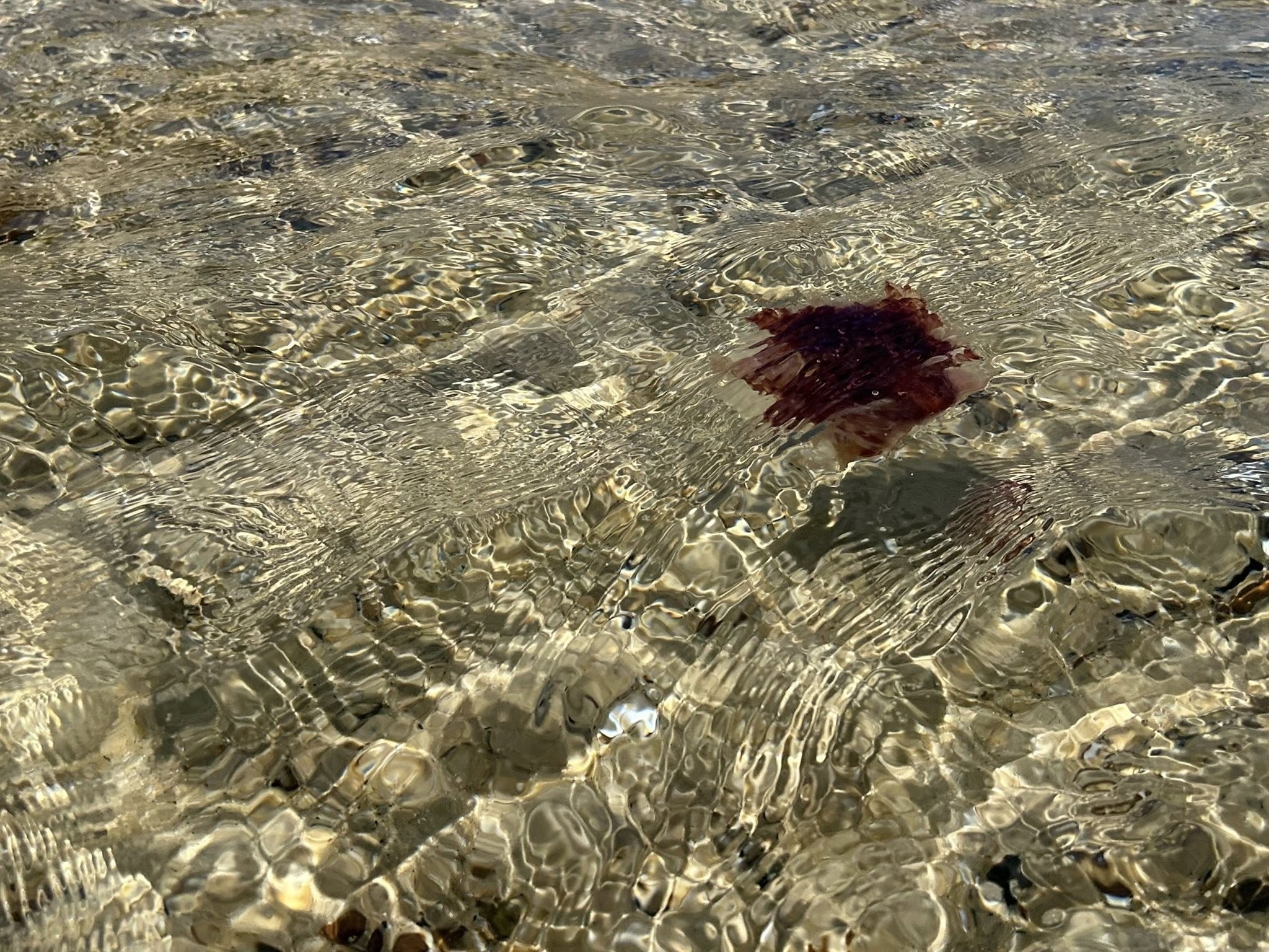 Una medusa solitaria de melena de león en el agua.