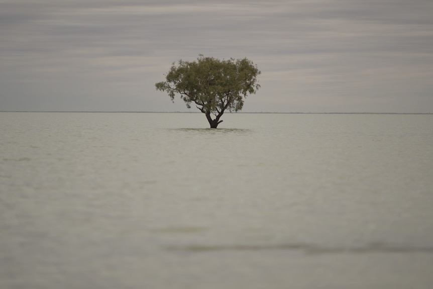 A lone tree in the flooded Lake Machattie