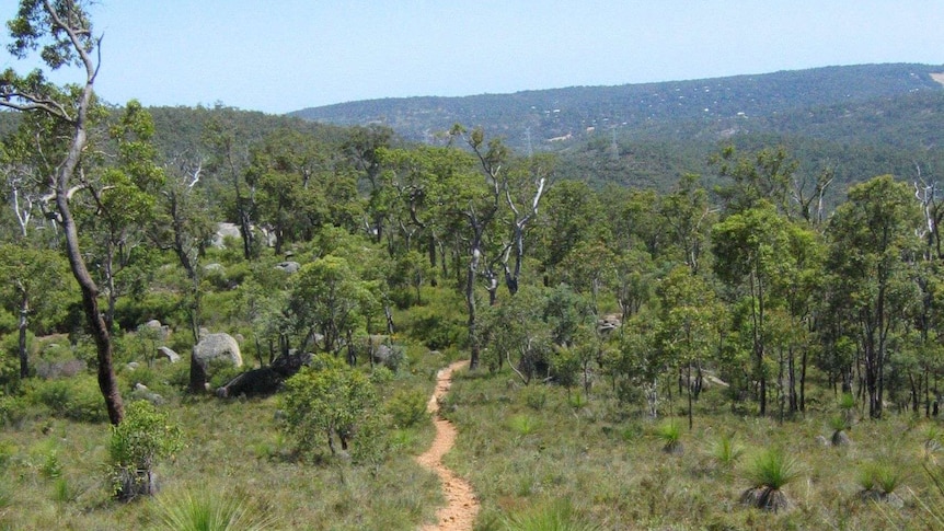 A stretch of Bibbulmun Track near Kalamunda.