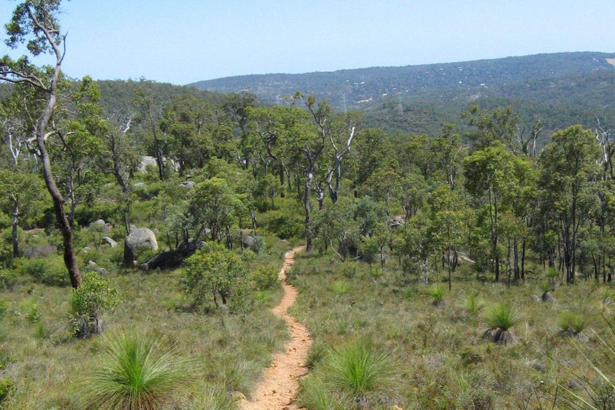 A stretch of Bibbulmun Track near Kalamunda.