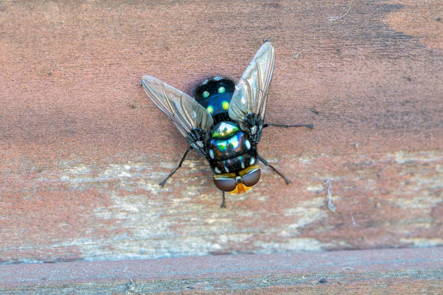 A broad, shiny fly at rest.
