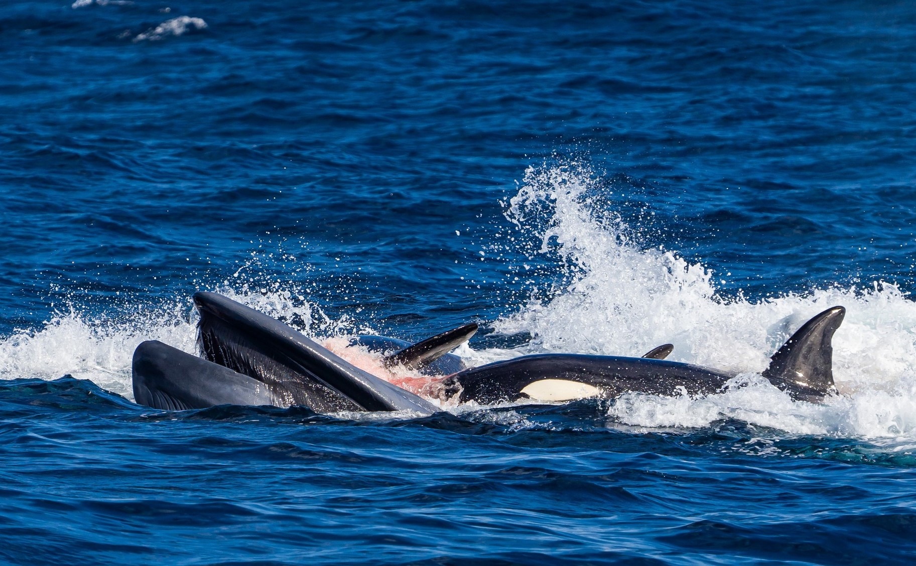 The Wonderful World of Whales