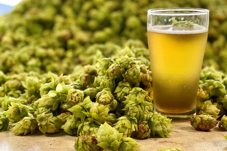 a beer and a pile of hop buds