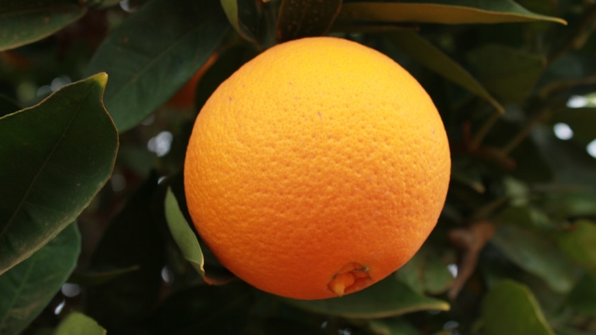 Navel oranges ready for harvest