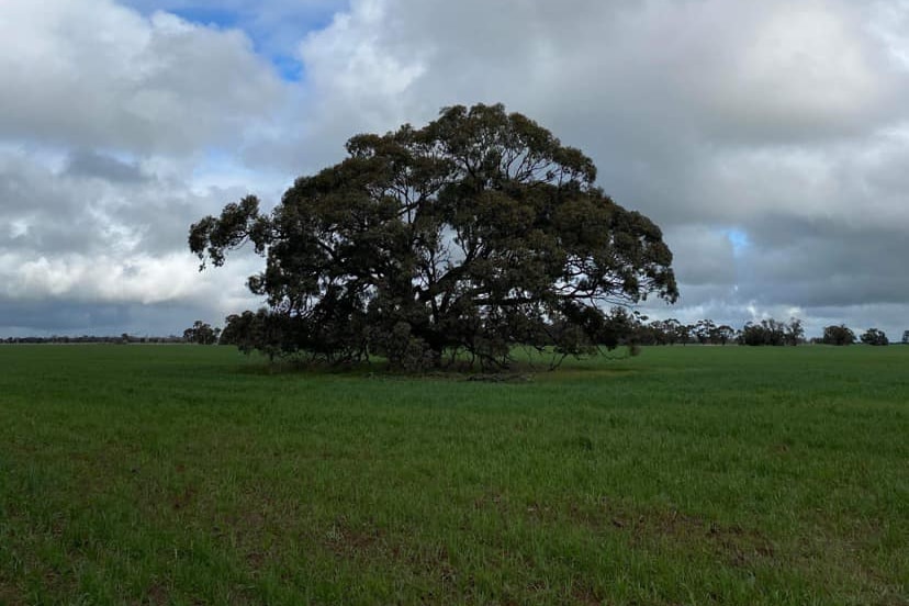 A tree in a paddock beneath a cloudy sky.
