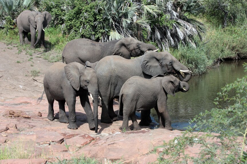 A herd of elephants