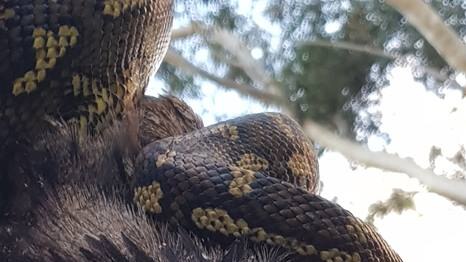 Snake with jaws around tawny frogmouth