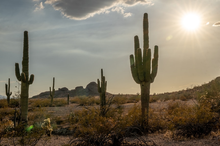 Un gros plan d'un cactus parsemant un désert sous un soleil de plomb.
