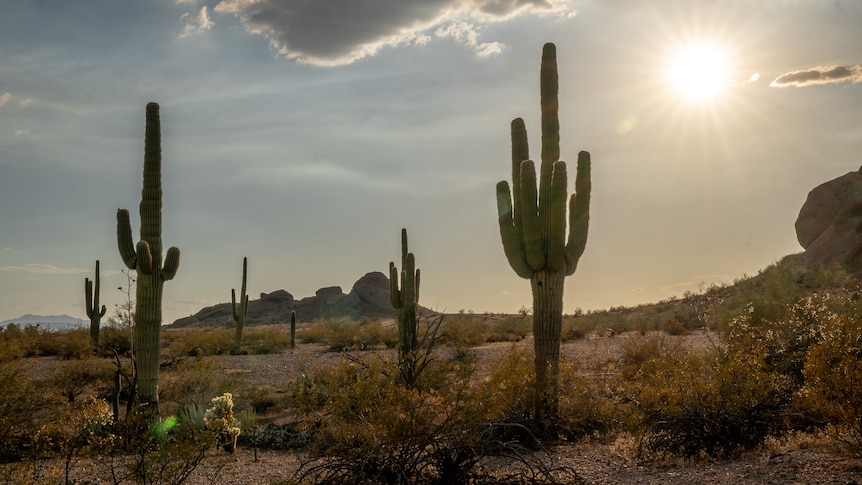 A close up of a cacti dotting a desert underneath a blazing sun.