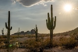 A close up of a cacti dotting a desert underneath a blazing sun.