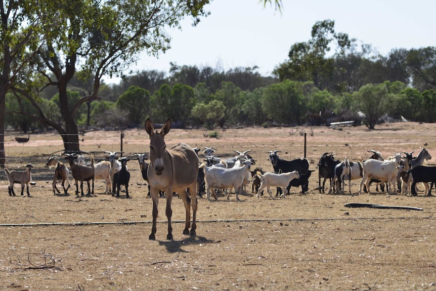 Donkey standing guard in front of other animals