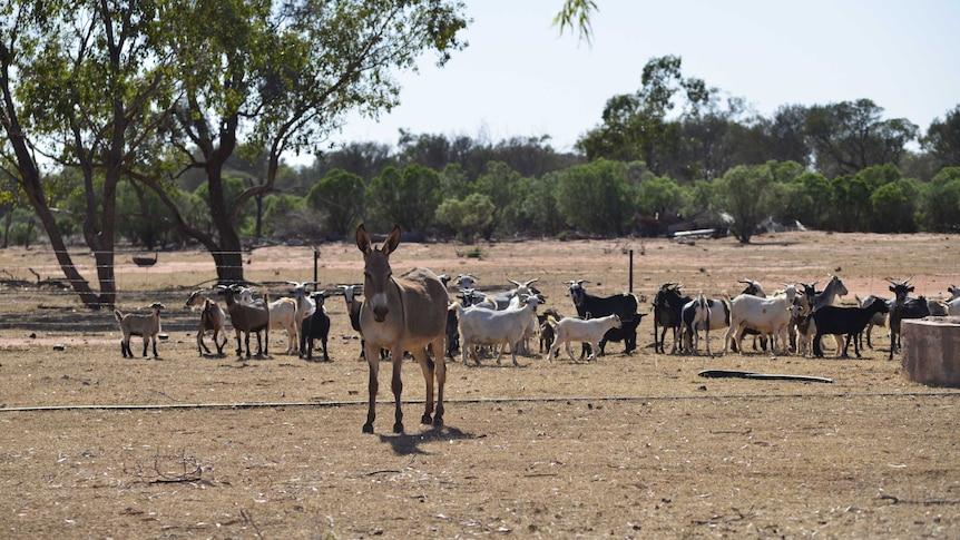 Donkey standing guard in front of other animals