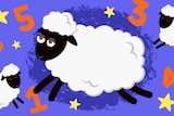 Illustration of sheep and numbers around them in a story about whether counting sheep help you get to sleep.