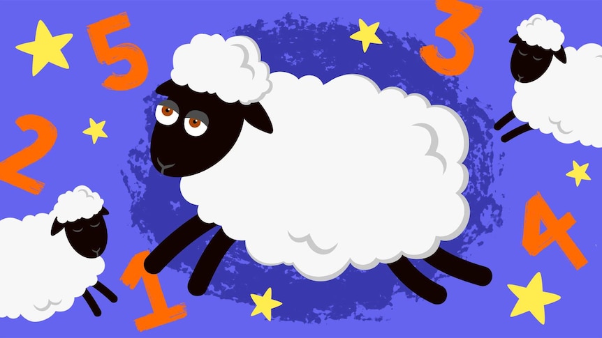 Illustration of sheep and numbers around them in a story about whether counting sheep help you get to sleep.