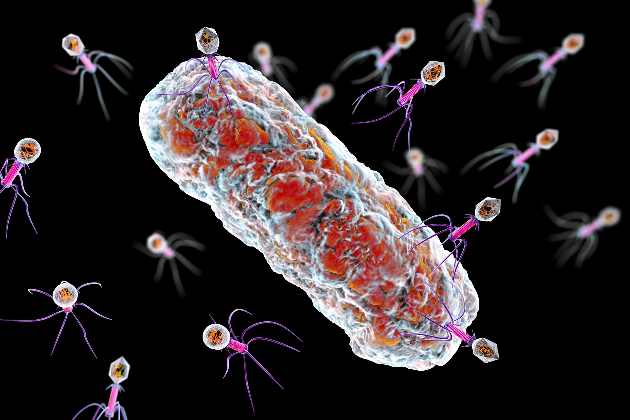 Phage – part of the fight against antibacterial resistance