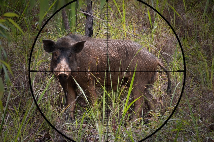 a pig in the crosshairs