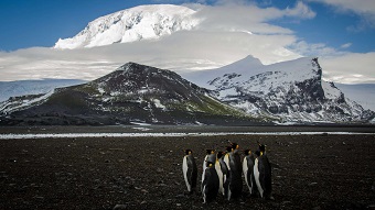 Emperor penguins stand in front of ice-covered peak.