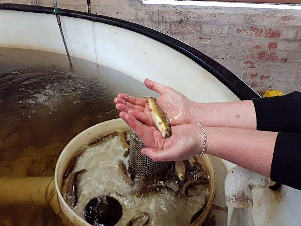 Shepparton Fish Farming Course Will Help Indigenous Students Work On Country Abc News