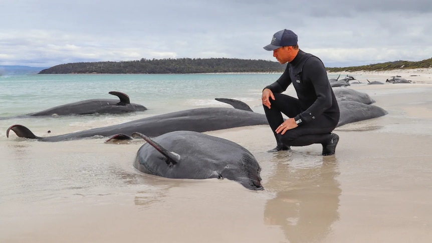 A man looks at pilot whales stranded on a beach.