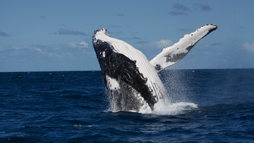 A whale rising out of water under the deep blue sky.