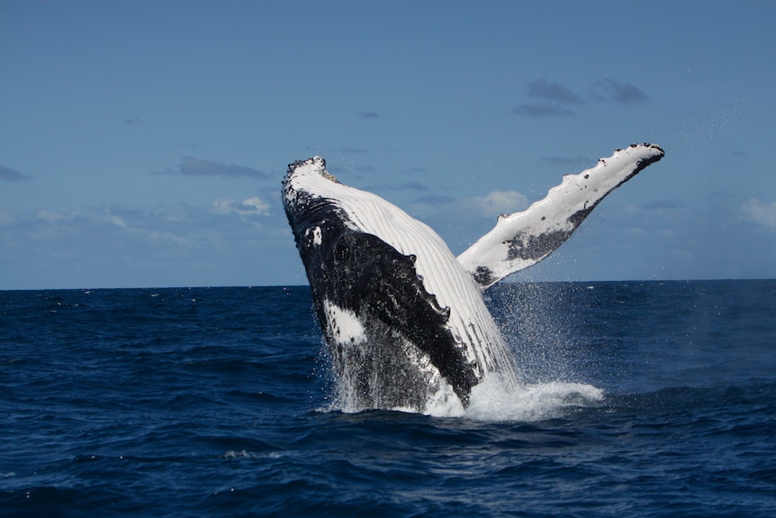 Humpback whale's head and fins leap out of the ocean.