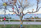 An old tree with colourful pom poms hanging on the tree.