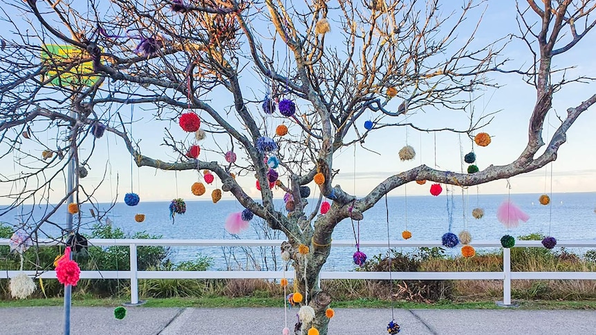 An old tree with colourful pom poms hanging on the tree.