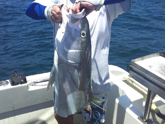 A fisherman holding a kingfish bitten in half