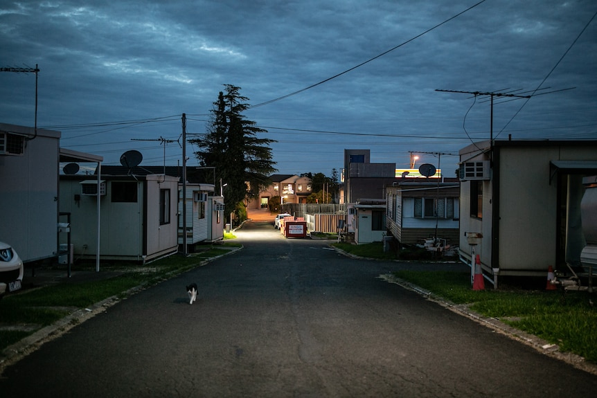 A cat walks through the park at night.