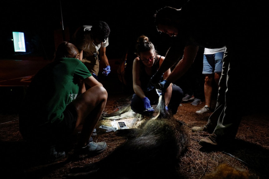A group of people at night gathered around a dead boar. 