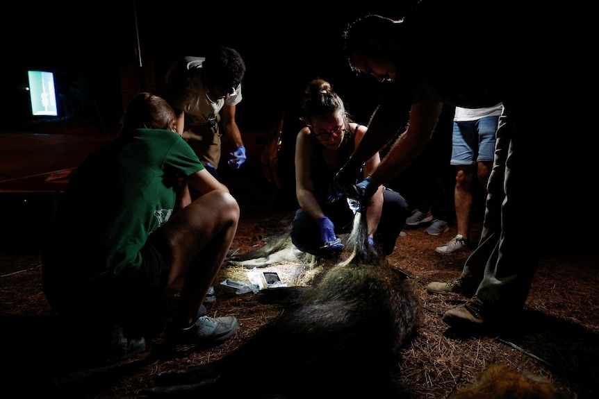 Un grupo de personas se reunió alrededor del cerdo muerto por la noche. 