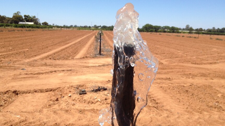 A bubbly burst of water spouts from an erect black pipe in a sandy paddock
