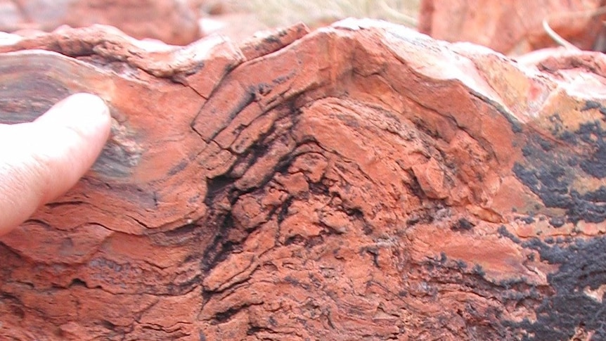 Cross-section of a stromatolite cone